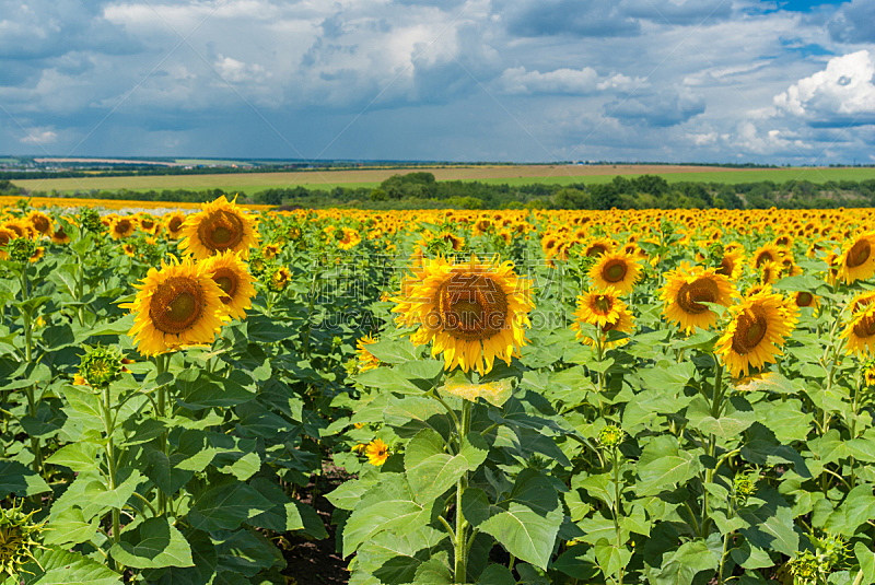 向日葵,地形,乌克兰,田地,简单,自然,水平画幅,蓝色,夏天,户外
