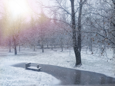 雪,暴风雨,气候,温度,水平画幅,无人,户外,树林,戏剧性的景观