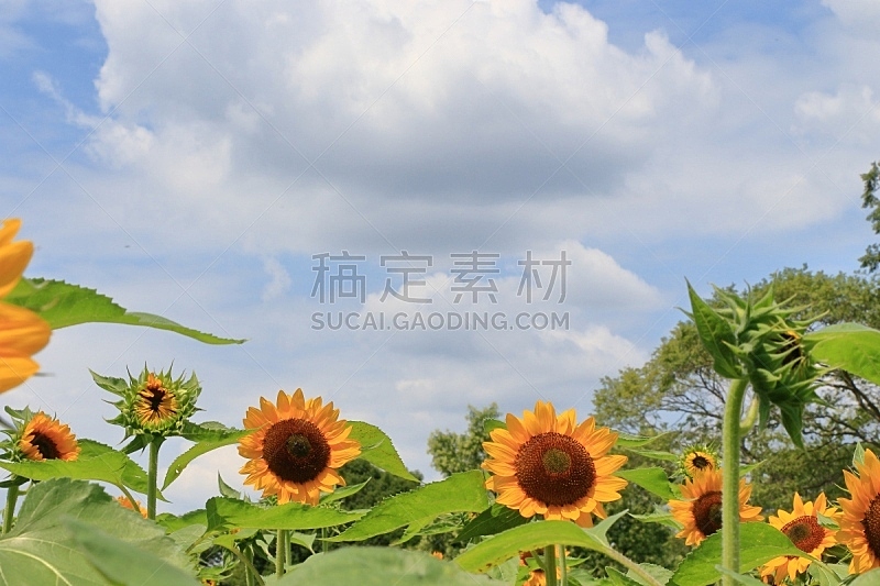 向日葵,天空,水平画幅,绿色,无人,日本,夏天,户外,大阪府,太阳
