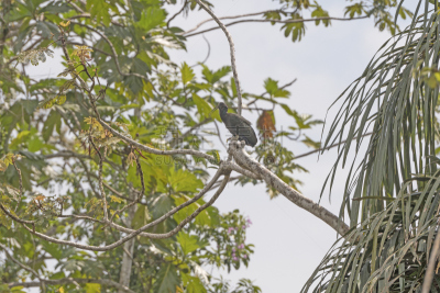 朱鹭,雨林,绿色,tortuguero national park,里蒙省,哥斯达黎加,美,中美洲,水平画幅,无人
