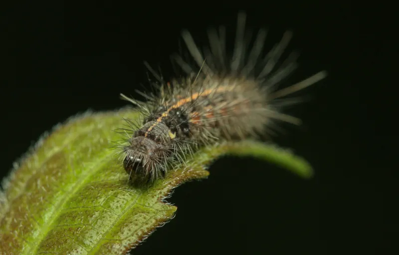 毛虫 昆虫 多毛的 叶子 动物 图像 绿色 螫刺的 蠕虫 荆棘图片素材下载 稿定素材