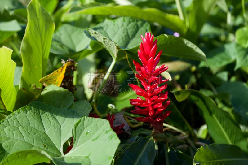 Gingerlily 红色 紫姜 Shell Ginger 姜黄 生姜 花头 留尼汪 法属 仅一朵花 热带雨林图片素材下载 稿定素材