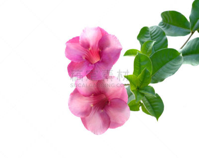 软枝黄蝉,白色,里拉符号,自然,芳香的,水平画幅,无人,夏天,自然美,植物
