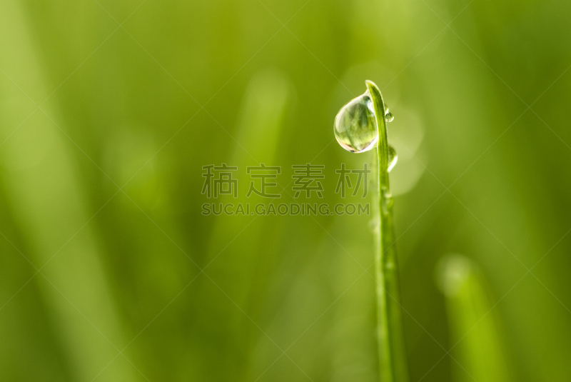 草,露水,早晨,春天,色彩饱和,季节,户外,特写,彩色图片,植物
