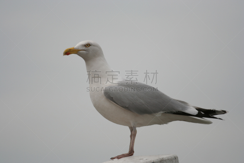 海港,海鸥,一只动物,自然,灰色,水平画幅,灰发,鸟类,肖像,户外