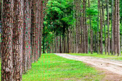 森林,清迈省,野生动物保护区,松树,环境,泰国,草,植物,夏天,户外