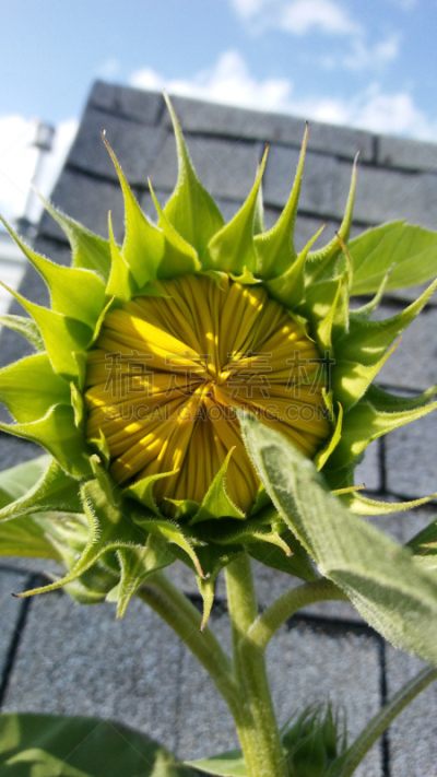四季,垂直画幅,选择对焦,无人,夏天,户外,椒类食物,特写,西红柿,北美