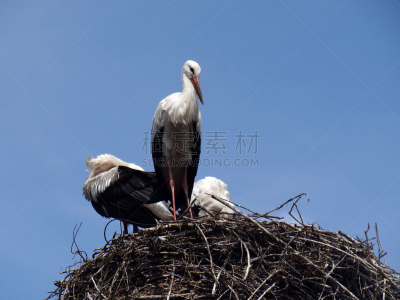 鹳,动物的巢,天空,颈,研磨食品,动物习性,动物身体部位,野外动物,夏天,庆祝