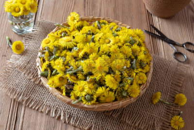 篮子,款冬花,健康保健,清新,药,替代医药,食品,堆,春天,乡村风格