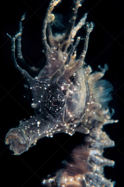 海马,自然,垂直画幅,水下,动物身体部位,肖像,海洋,人的脸部,动物