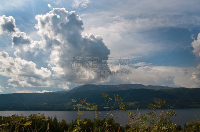 北,地形,风景,瑞典,植物,峨参,厄斯特松德,靠近