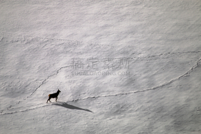 马鹿,麋鹿毛,野生白山羊,狍,摩羯座,小山羊,鹿,舌头,水平画幅,雪