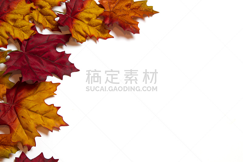 秋天,叶子,白色背景,分离着色,留白,白色,边框,十月,水平画幅,无人