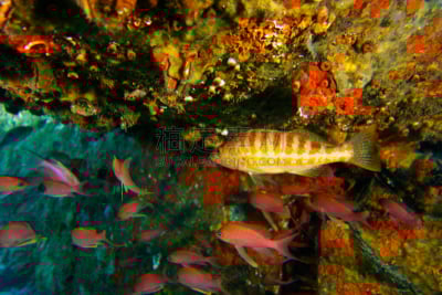 鱼类,水平画幅,水肺潜水,红色石帆海扇,水下,生态多样性,植物,礁石,环境,深情的