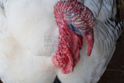 黄掌火鸡,动物交配,美国,水平画幅,家畜,无人,家禽,动物习性,动物身体部位,雄性动物