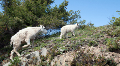 山,飓风,野生白山羊,母亲,婴儿,公园,奥林匹克山脉,水平画幅,雪,噪声