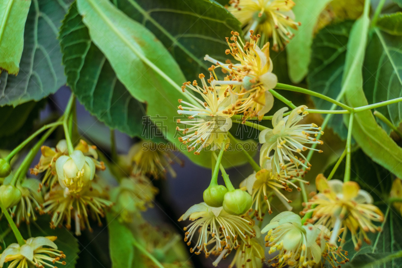 欧锻树,自然,背景,禁止的,选择对焦,芳香的,水平画幅,枝繁叶茂,无人,夏天