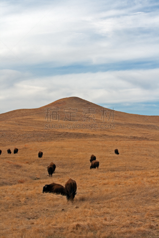 卡司特州立公园,美洲野牛,兽群,垂直画幅,褐色,黑山,无人,野外动物,户外,哺乳纲