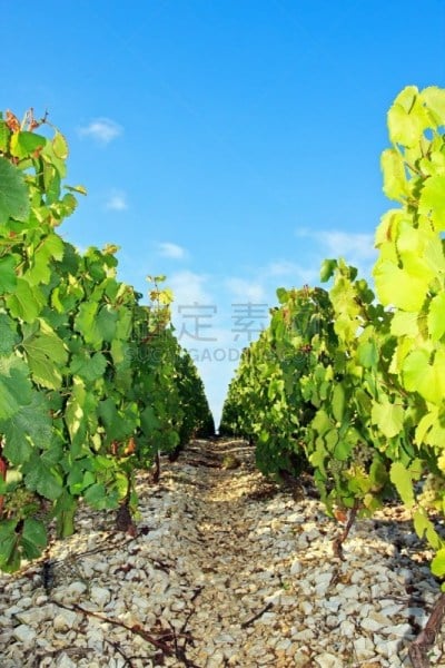 岩石,葡萄园,小路,夏布利葡萄酒,垂直画幅,葡萄酒,气候,有蔓植物,地形,山