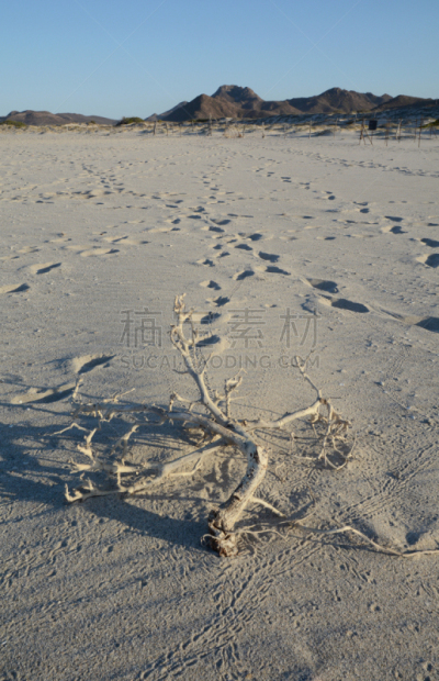 脚印,海滩,圣路卢卡斯,南加里福尼亚,下加利福尼亚半岛,自然,垂直画幅,沙子,无人,户外
