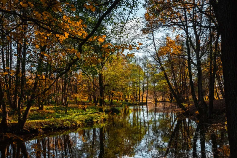 河流 背景 自然 森林 秋天 创造力 金色 环境 草 湖图片素材下载 稿定素材