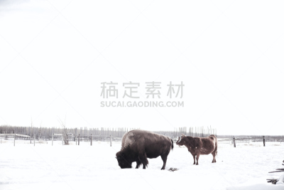 地球,圣伯纳犬,蒙大拿州,小马,天空,褐色,水平画幅,符号,工作室,哺乳纲