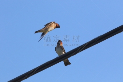 金属丝,谷仓,燕子,天空,褐色,六月,美国,水平画幅,蓝色,鸟类