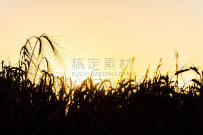 自然美,夏天,自然,裸麦,日光,金色,田园风光,黑色,逆光,日落