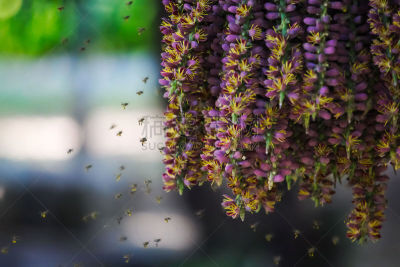 泰国,植物,悬挂的,蜜蜂,昆虫群,紫色,组物体,花粉,都市风光,花