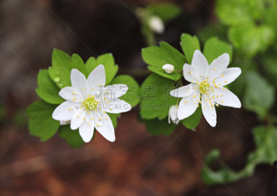 唐松草,大烟雾山脉,银莲花,自然,水平画幅,无人,户外,野生植物,野花,白色