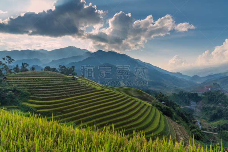 梯田,拉茶,田地,越南,稻,mud pot,白族,山谷市,老街省,沙坝