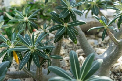 马达加斯加,植物,特写,陆地,石头,美,公园,green corn lily,水平画幅,非洲象