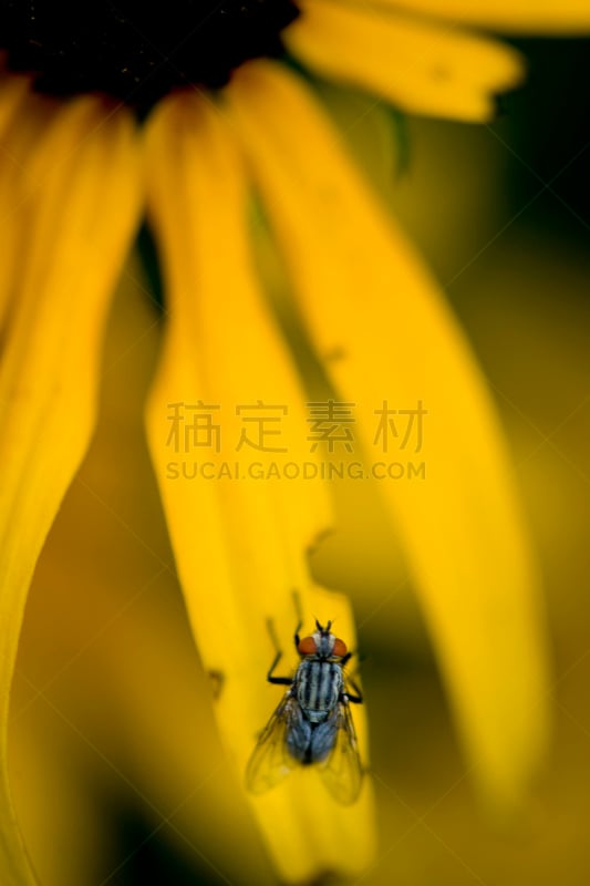 菊花,垂直画幅,无人,户外,特写,植物,两翼昆虫,阳光光束,彩色图片