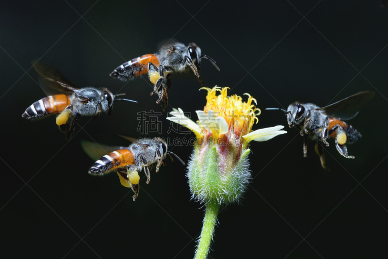 蜜蜂,非洲杀人蜂,蜜蜂服,伞形科,大黄蜂,杀虫剂,油菜花,花粉,动物身体部位,夏天