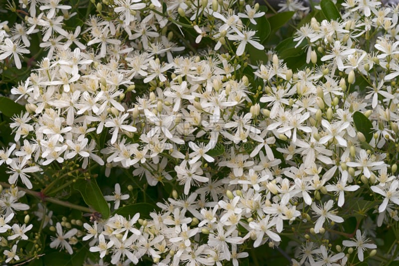 恶魔,绿衣蜻蜓,欧洲赤松,铁线莲,自然,植物,水平画幅,无人,花头,毛莨目