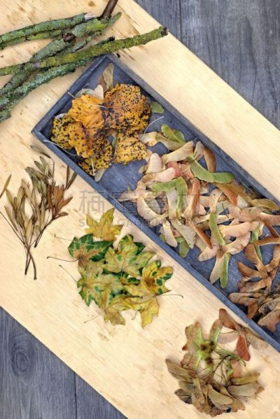 秋天,概念,背景,垂直画幅,褐色,边框,无人,九月,组物体,乡村风格