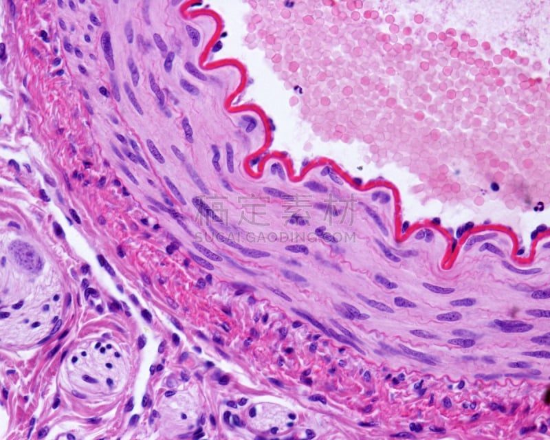 肌型动脉,平滑肌,维管束,水平画幅,血管,放大效果,心血管系统,细胞,西班牙,摄影