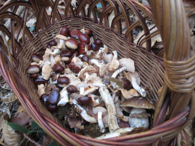 蘑菇,森林,栗子,红色,水平画幅,秋天,户外,篮子,柳条,食用菌
