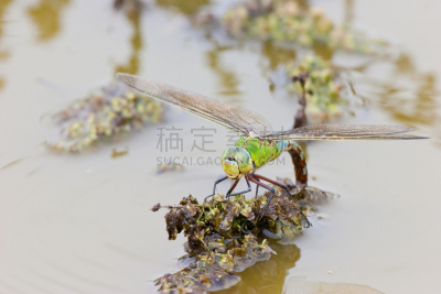 雌性动物,王蜻蜓,植物群,水,水平画幅,无人,野外动物,夏天,户外,产卵