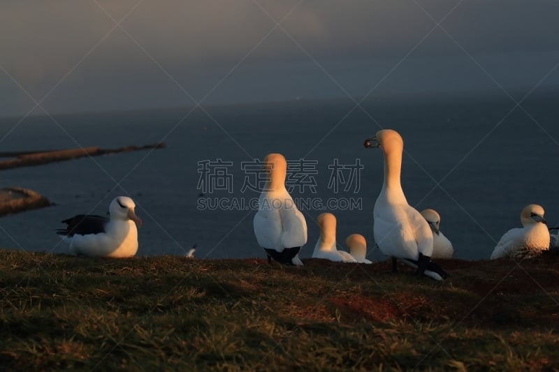 黑尔戈兰岛,岛,德国,大海鸟,黑色,南美,天空,群岛,地名,水平画幅