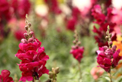 金鱼草,水平画幅,绿色,毛地黄,无人,道格拉斯猴子花,品红色,异国情调,仅一朵花,花