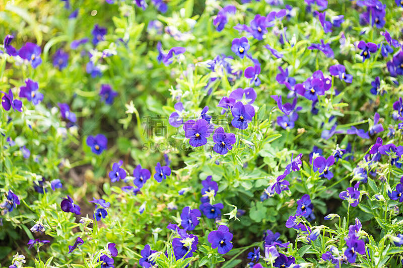 草本 紫色 日光 早晨 园林 三位一体 三色堇 三色紫罗兰 五月 多年生植物图片素材下载 稿定素材