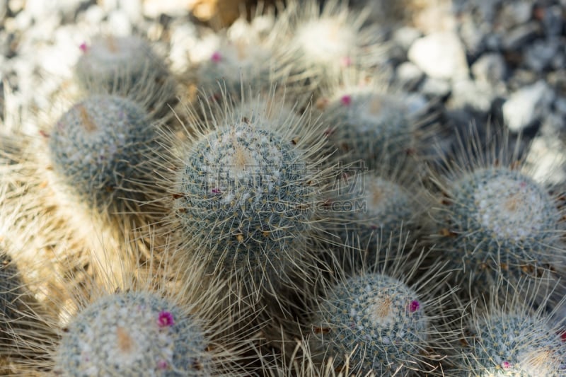 仙人掌,鸡冠仙人掌,肉质植物,阴影,美,彩妆,印度草医学,水平画幅,腕舟骨,荆棘