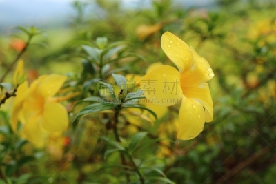 软枝黄蝉,自然,水平画幅,绿色,无人,浪漫,毛莨科,户外,特写,自然美