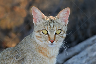 野生猫科动物,非洲,非洲野猫,喀拉哈大羚羊国家公园,喀拉哈里沙漠,卡格拉格帝边境公园,机敏,水平画幅,无人,动物耳朵