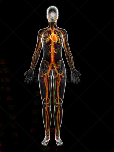女性,全身像,心血管系统,垂直画幅,人类骨架,绘画插图,科学,计算机制图,计算机图形学,生物学