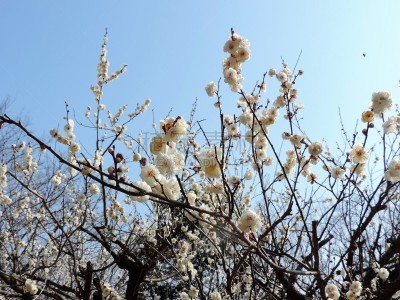 冬天,花朵,数字8,彩色背景,美术绘画,公园,李树,李子,艺术品与工艺品,晴朗