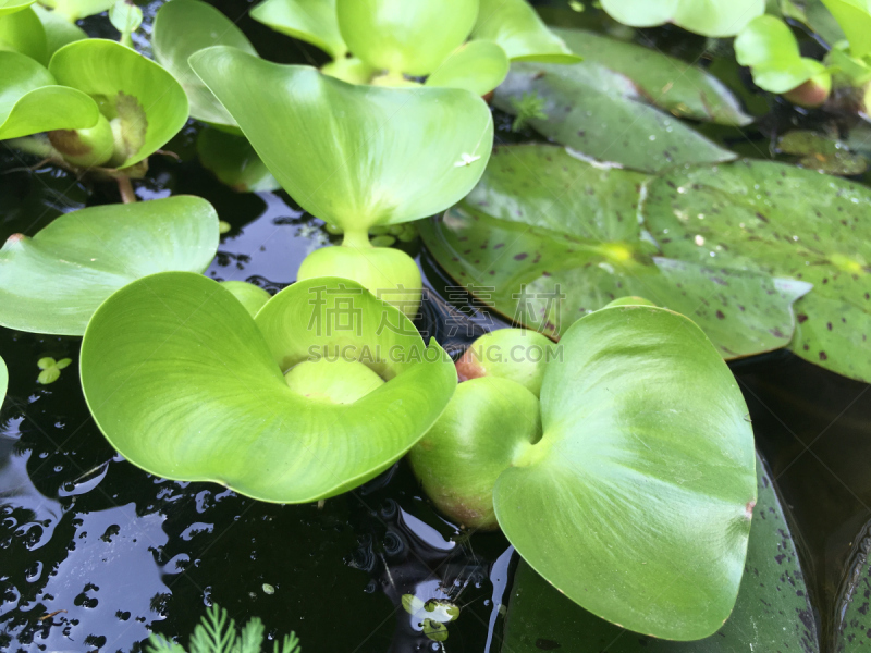 부레옥잠,수중식물,Underwater plant