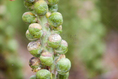 田地,荷兰,秋天,农作物,球芽甘蓝,水平画幅,户外,特写,拆包,植物