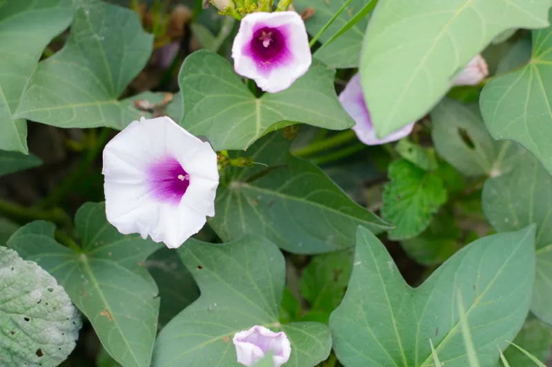 甘薯 枝繁叶茂 色彩鲜艳 植物 自然荒野区 户外 印度 园艺 花图片素材下载 稿定素材